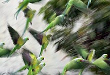 Papageien in Indien - dpa