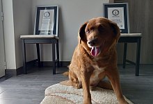 &Auml;ltester Hund - Jorge Jeronimo/AP