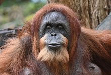 Orang-Utan-Dame Bella im Tierpark Hagenbeck - David Hammersen/dpa