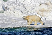 Eisb&auml;r in Alaska - Brian Battaile/U.S. Geological Survey/AP/dpa