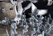 Stadt Frankfurt will Taubenpopulation reduzieren - Boris Roessler/dpa