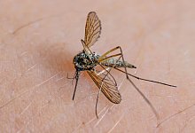 Mücke - Patrick Pleul/dpa