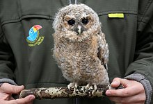 "&Auml;stlinge" kommen gut alleine zurecht - Foto: Bernd W&uuml;stneck