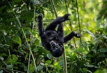Berggorilla im Nationalpark in Uganda - Uncredited/AP/dpa