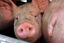 Brand in Schweinestall - STEMWEDE