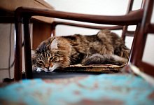 Katze - Foto: Ina Fassbender/dpa-tmn