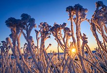 Winterwetter in Brandenburg - Patrick Pleul/dpa