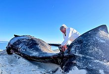 Toter Pottwal am Strand von Sylt - Lea Albert/dpa