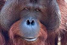Welt-Orang-Utan-Tag - Carola Frentzen/dpa