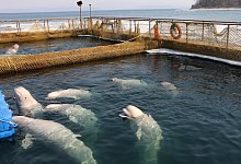 &laquo;Wal-Gef&auml;ngnis&raquo; - Foto: Vyacheslav Kozlov/Greenpeace/dpa