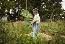 Mann h&auml;lt Rhabarber in den H&auml;nden - Christin Klose/dpa-tmn