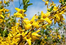 Forsythien beschneiden - Andrea Warnecke/dpa-tmn