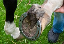 Hufeisen - Foto: Patrick Pleul