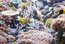 Korallen im Aquarium - Foto: Ulli Gerlach/FLH/dpa-tmn