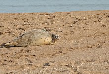 Kaspische Robbe - Foto: NABU/dpa