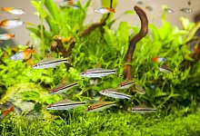 Nachbarn im Aquarium - Foto: Ulli Gerlach/FLH