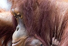 Orang-Utan-Baby im Rostocker Zoo heißt Khaleesi - Jens Büttner/dpa