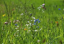 Wildblumen auf einer Wiese im Garten - Karl-Josef Hildenbrand/dpa-tmn