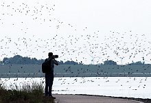 Sandregenpfeifer, Alpenstrandl&auml;ufer und andere Zugv&ouml;gel fliegen &uuml;ber das Wattenmeer der Nordseebucht Jadebusen. - Sina Schuldt/dpa