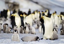 Kaiserpinguin-Kolonie in der Antarktis - Bas/PA Media/dpa