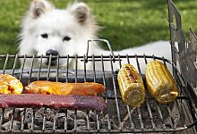 Hund am Grill - Foto: Monique W&uuml;stenhagen