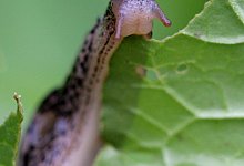 Schnecken in Kleingartensiedlung - Foto: David Ebener/dpa