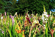 gladiolus-2739224_1280 - Symbolbild: Pixabay/wunderBILDlich