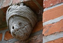 Ein Wespennest hängt an einem Mauervorsprung - Patrick Pleul/dpa/dpa-tmn