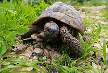 Landschildkr&ouml;te - Foto: Benjamin Nolte