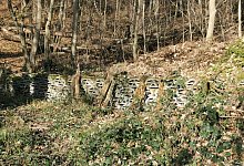 image - Sylvia Frevert