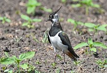 Kiebitz - Patrick Pleul/dpa