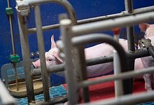 Schweine in Zuchtbetrieb - Foto: Sven Hoppe/dpa