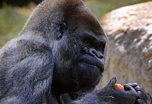 Gorilla Ozzie - Foto: Erik S. Lesser/EPA/dpa