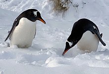 Im Schnee wirken sie fast noch possierlicher als ohnehin schon: Pinguine in der Yorke Bay. - Benedikt von Imhoff/dpa-tmn