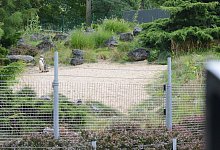 Pinguin-Gehege - Christopher Hirsch/dpa