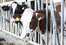 K&uuml;he - Axel B&uuml;rger