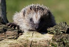 Ein Igel auf einem Stamm - Patrick Pleul/dpa-Zentralbild/dpa-tmn