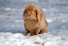 Kleintiere im Au&szlig;engehege - Foto: Jennifer Jahns/dpa-tmn