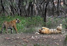 Tiger - Satyajeet Singh Rathore/AP/dpa