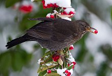 V&ouml;gel leiden an Silvester - Foto: Ronald Wittek/dpa/dpa-tmn