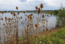 Natur am Kiessee - Kreis Lippe