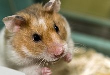 Goldhamster - Foto: Jens Schierenbeck