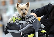 Hund darf an Bord - Foto: Tobias Hase/dpa-tmn