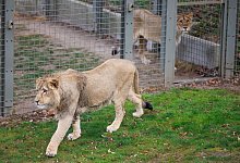 Löwen - Friso Gentsch/dpa