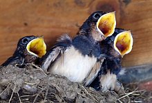 Junge Schwalben im Nest - Foto: Rainer Jensen
