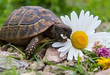 Landschildkr&ouml;ten - Foto: Benjamin Nolte/dpa-tmn
