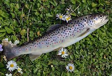 Bachforelle - Symbolbild: Pixabay