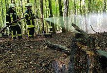 Brand im Unterholz - Marianne Schwarzer