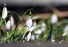 Sonniges Winterwetter - Federico Gambarini/dpa