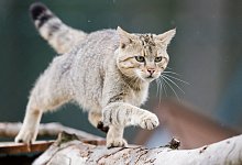 Wildkatze - Foto: Julian Stratenschulte/dpa/dpa-tmn